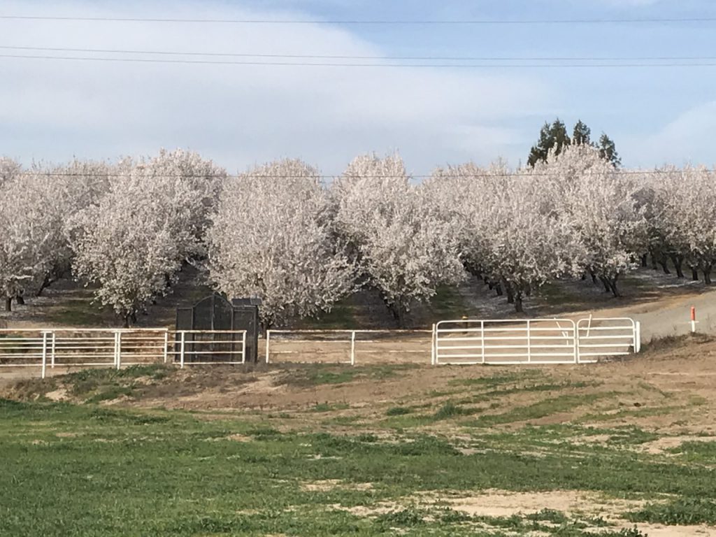 Flowering Almond grove Campaign for Lady Liberty